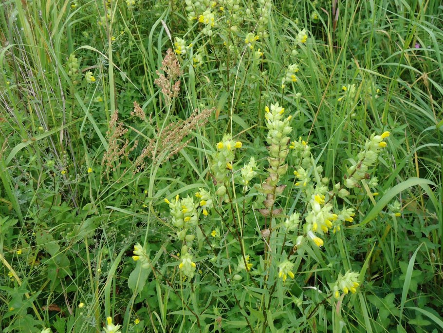 Сорные растения Южного Урала