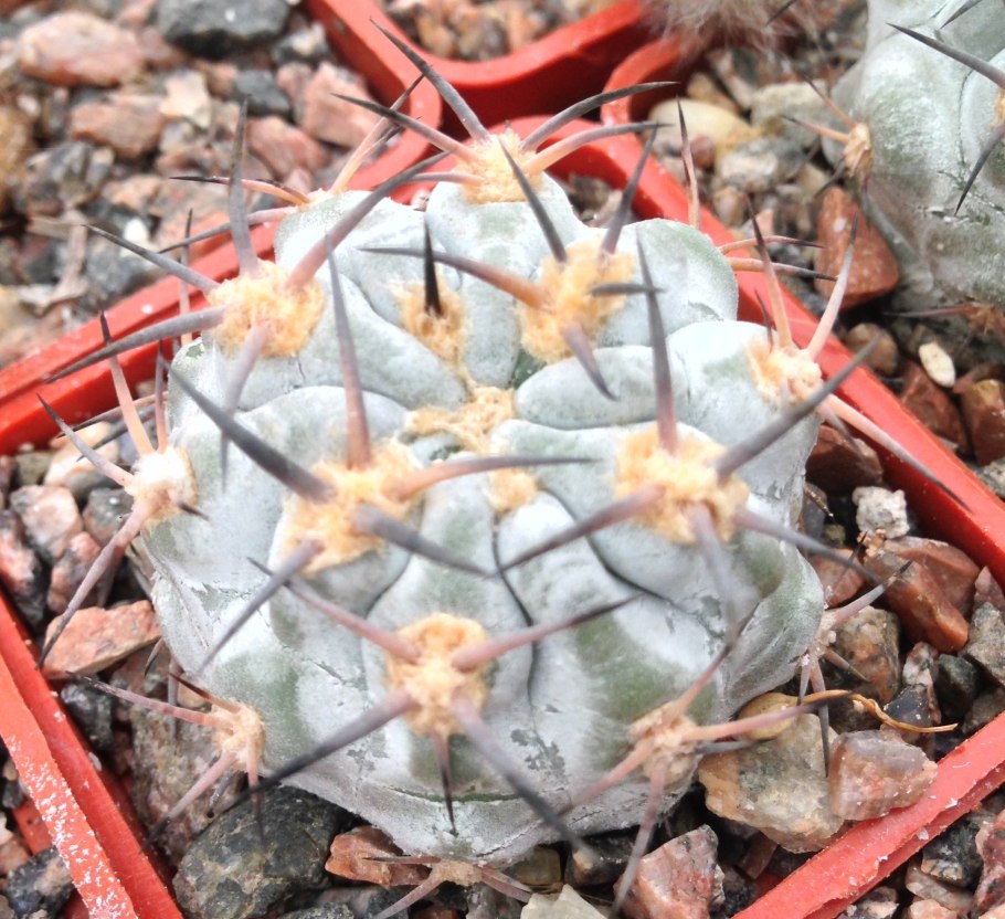 Акантокалициум сизый — Acanthocalycium glaucum