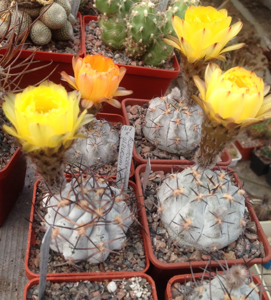 Акантокалициум сизый — Acanthocalycium glaucum
