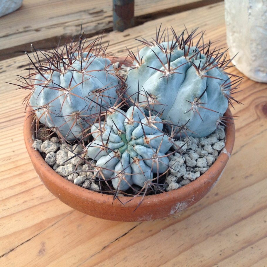 Кактус Acanthocalycium thionanthum