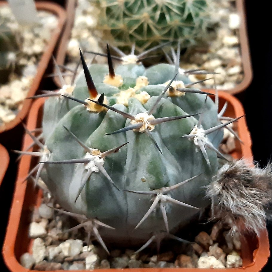 Акантокалициум спинифлорум