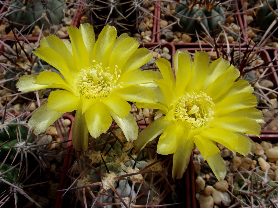 Acanthocalycium glaucum