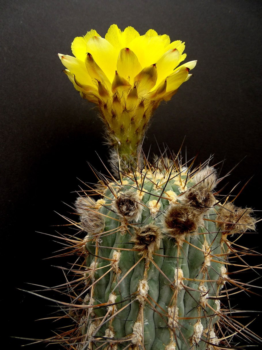 Gymnocalycium parvulum vg303