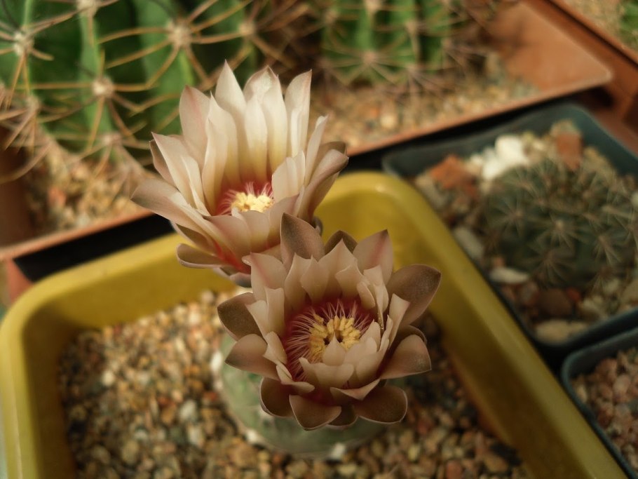 Acanthocalycium glaucum VG-177