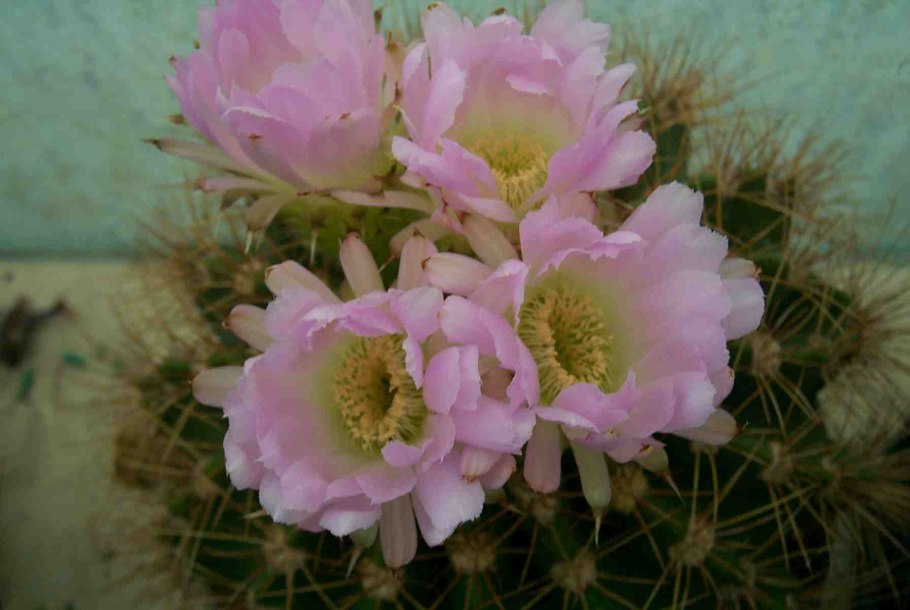 Acanthocalycium spiniflorum VG 1087