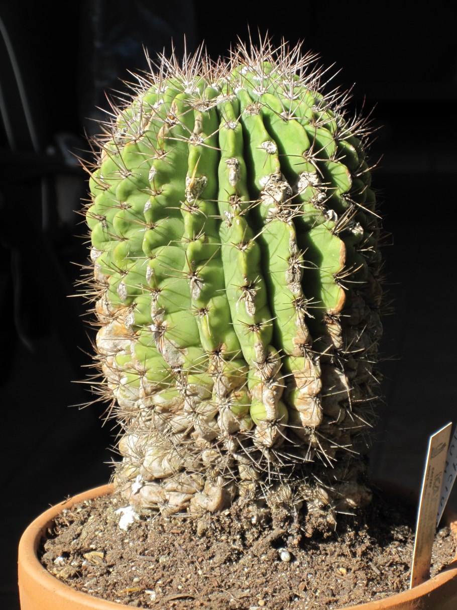 Acanthocalycium thionanthum v.munitum VG 1215