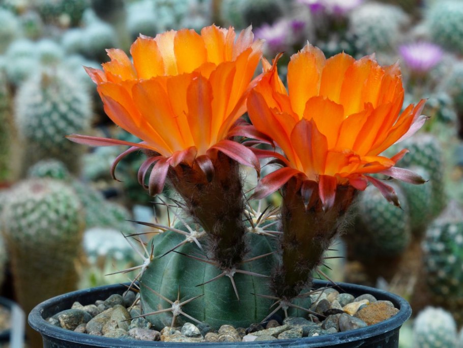 Кактус Acanthocalycium