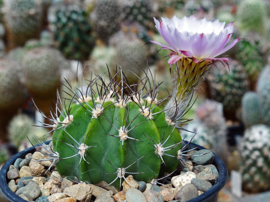 Acanthocalycium spiniflorum