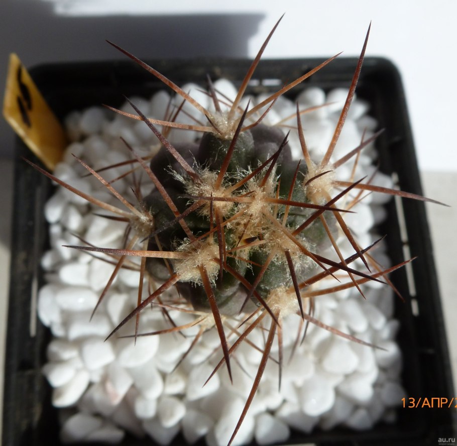 Акантокалициум Кактус