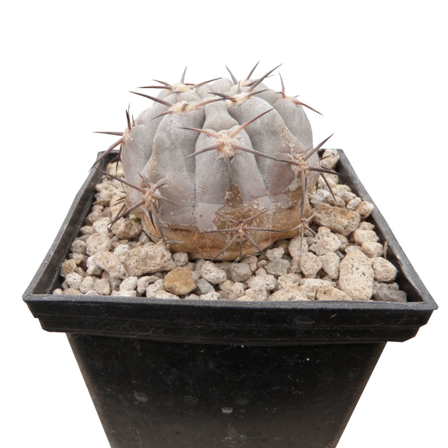 Acanthocalycium glaucum