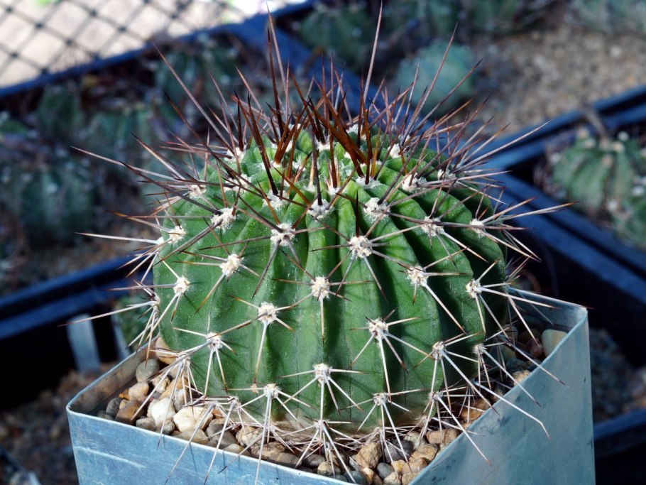 95.Acanthocalycium thionanthum v.copiapoides p-51 1шт (старый) 5х6см 380р