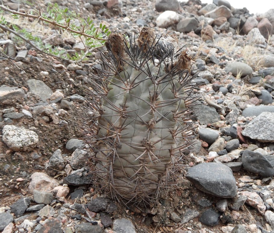 Acanthocalycium variiflorum
