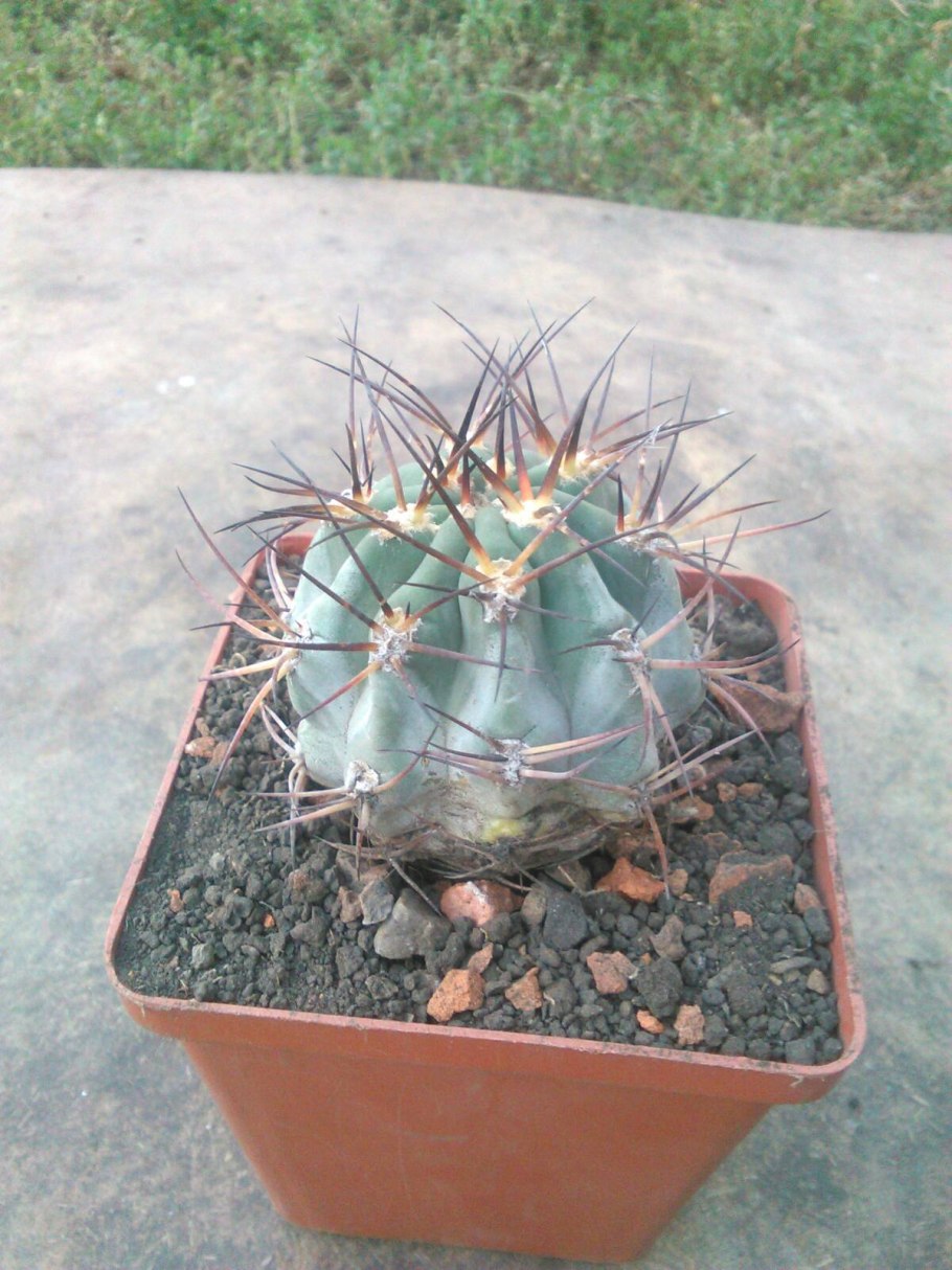 Acanthocalycium violaceum