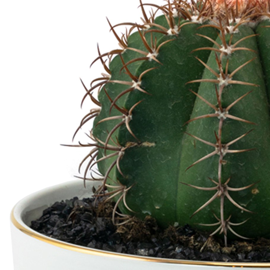 Acanthocalycium spiniflorum VG 1087