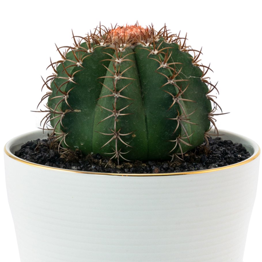 Кактус Acanthocalycium glaucum