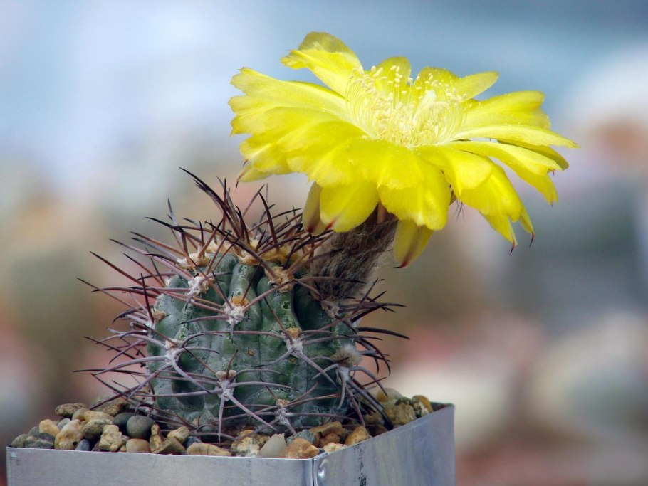 Acanthocalycium griseum TB 355.1