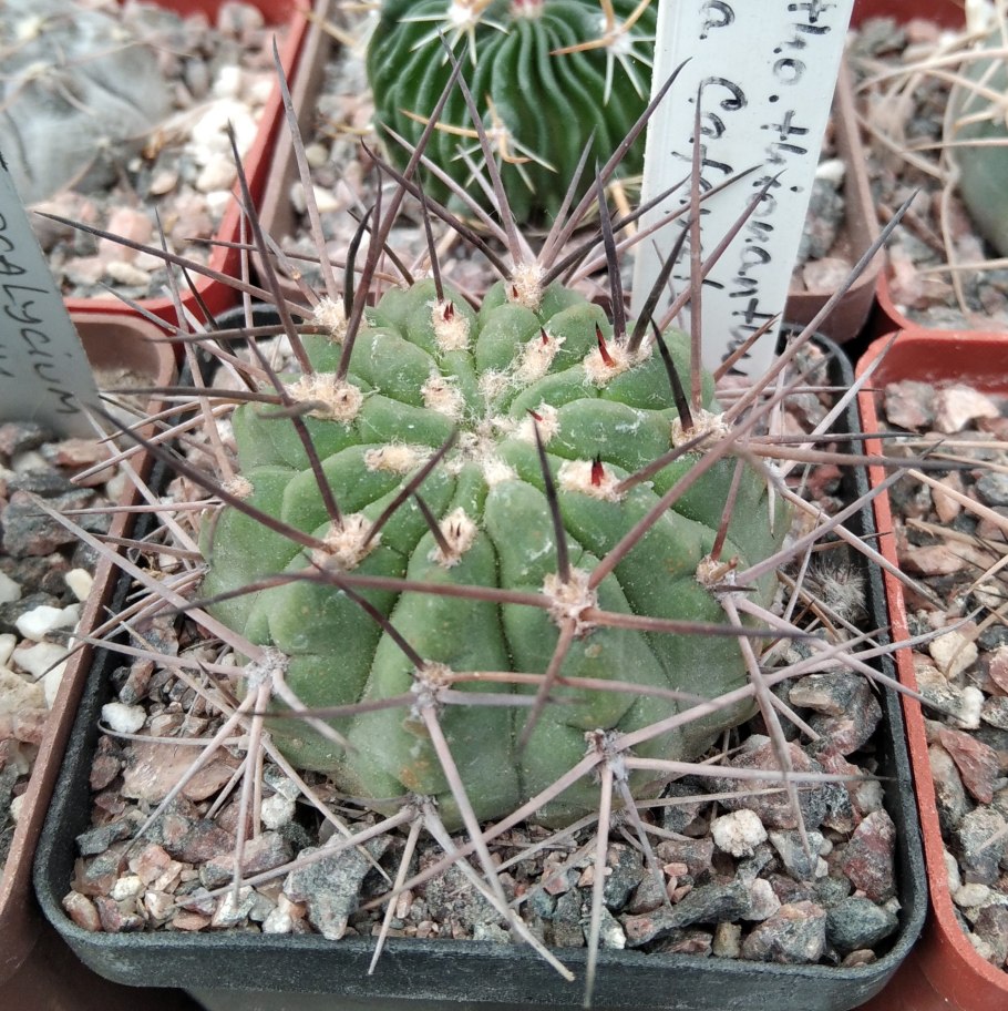 Acanthocalycium brevispinum