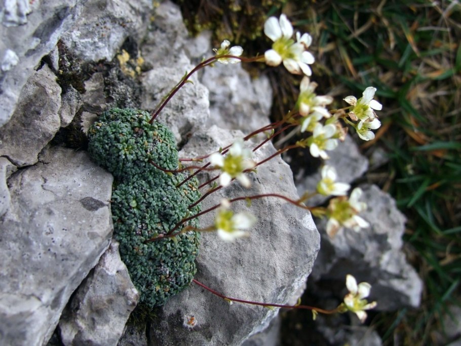 Saxifraga continentalis