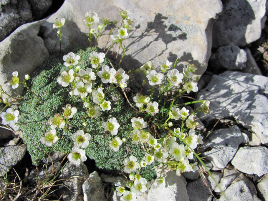 Saxifraga Stellaris