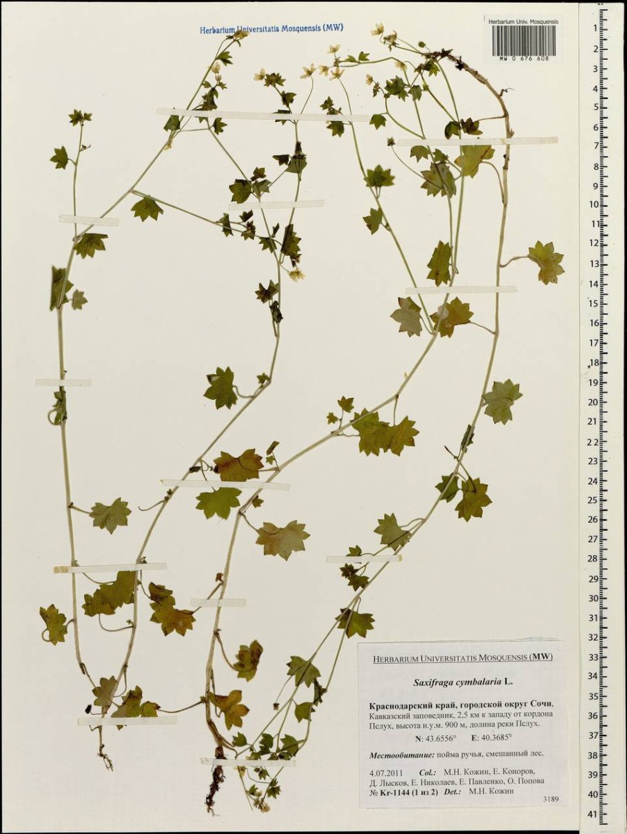 Стул Saxifraga Raccoon