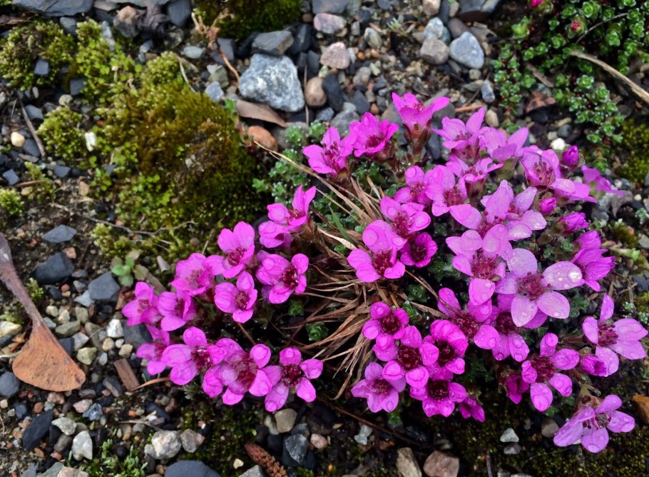 Камнеломка можжевельниколистная