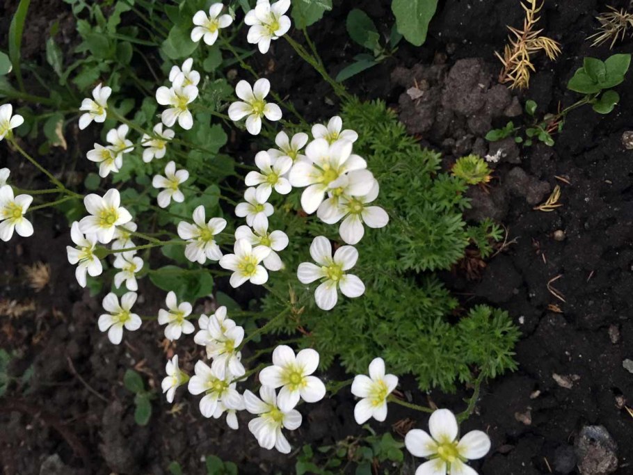 Камнеломка Морозостойкость