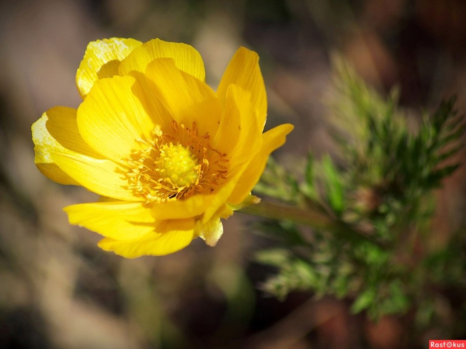 Растения степи адонис весенний