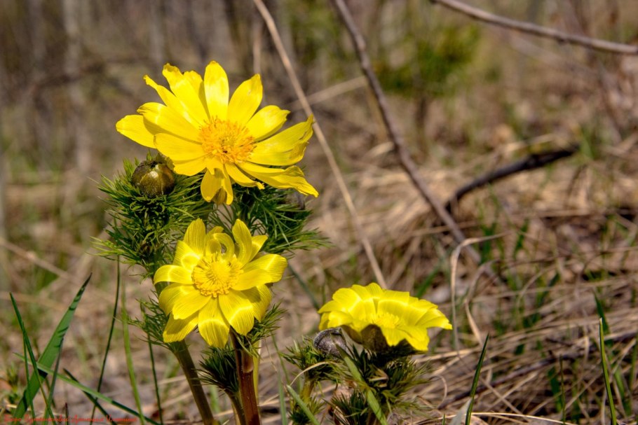 Адонис весенний в лесу