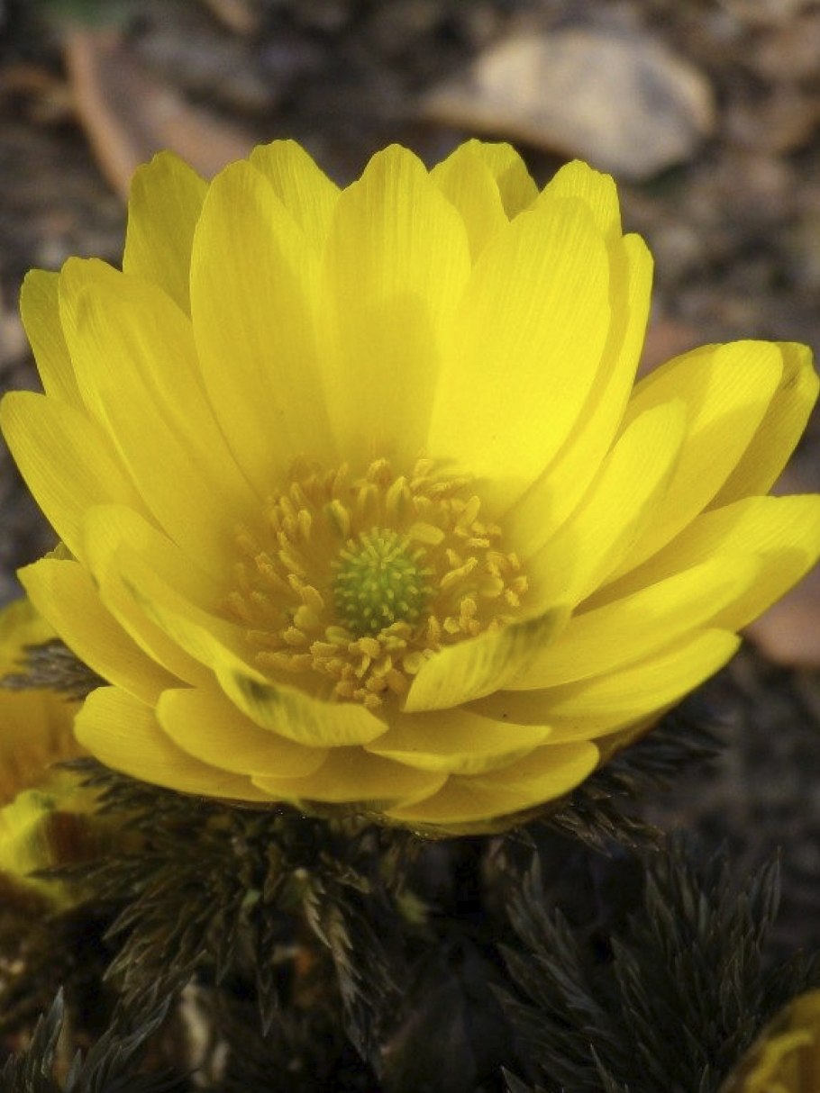 Горицвет Туркестанский