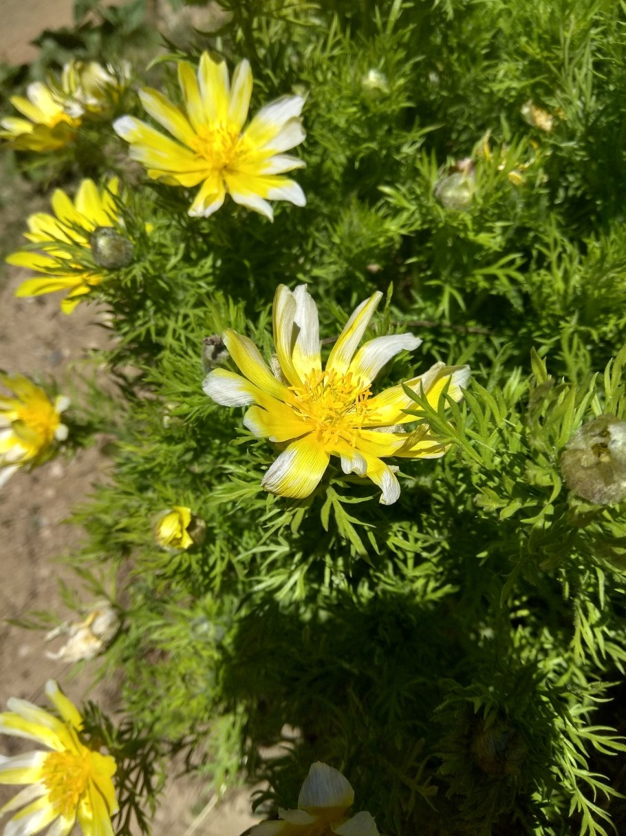 Горицвет весенний корень