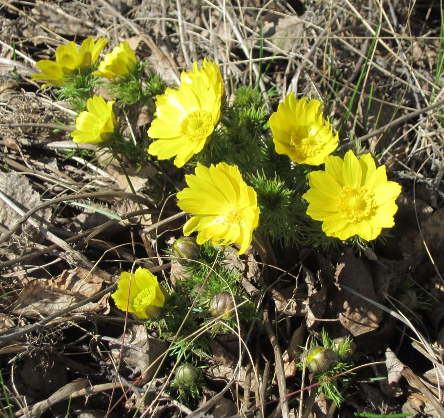 Адонис весенний красный