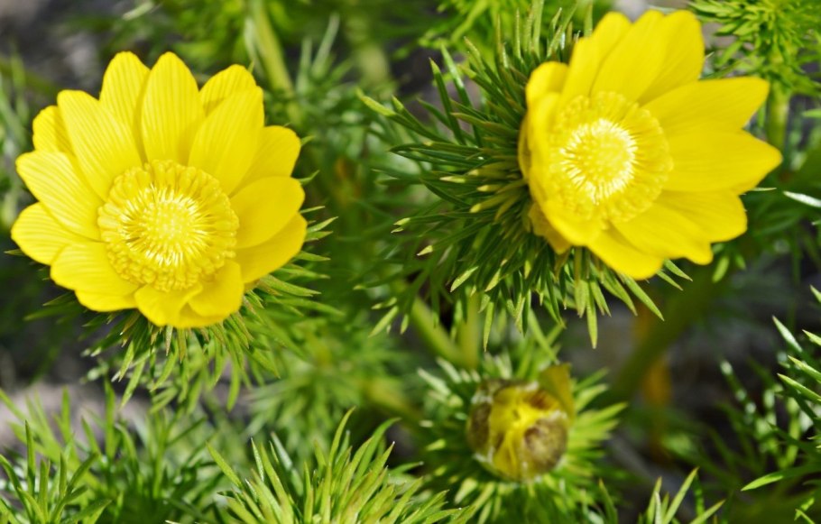 Семена Адониса Туркестанский