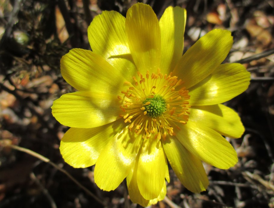 Адонис Волжский (горицвет Волжский)