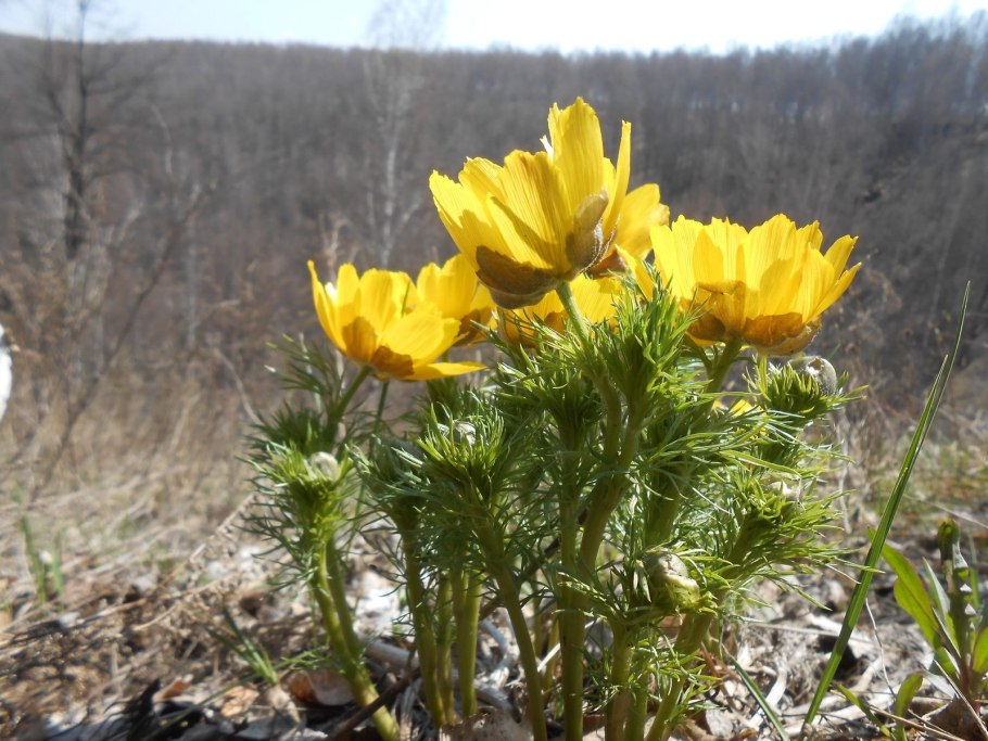 Горицвет весенний формула цветка