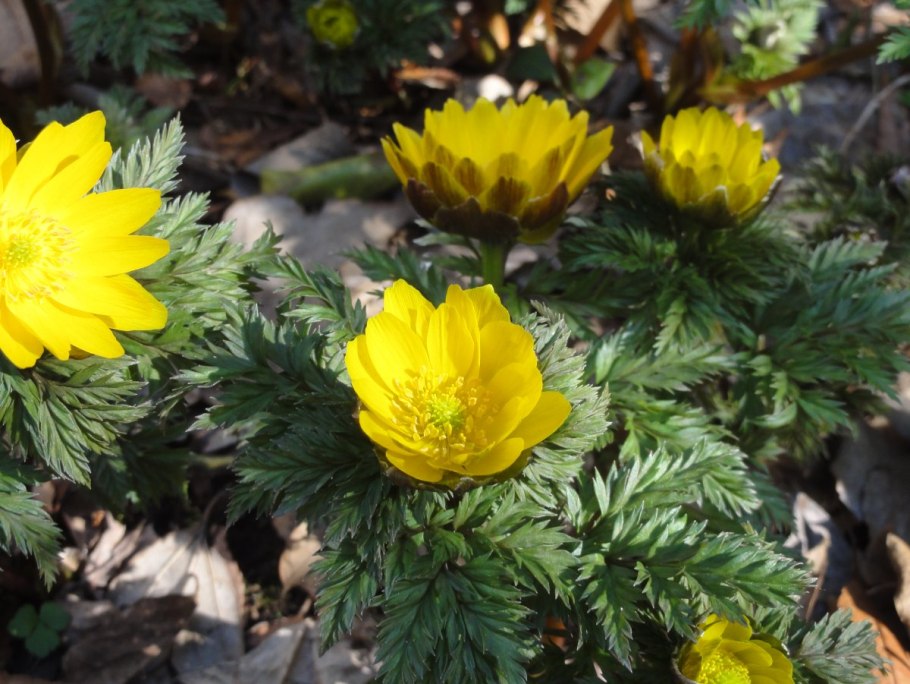 Adonis autumnalis