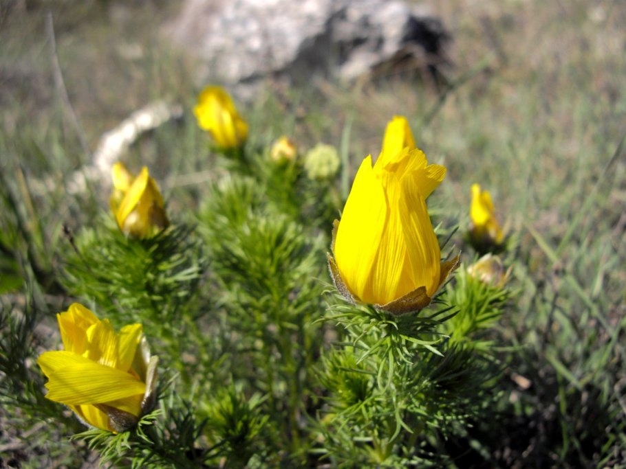 Адонис летний красный