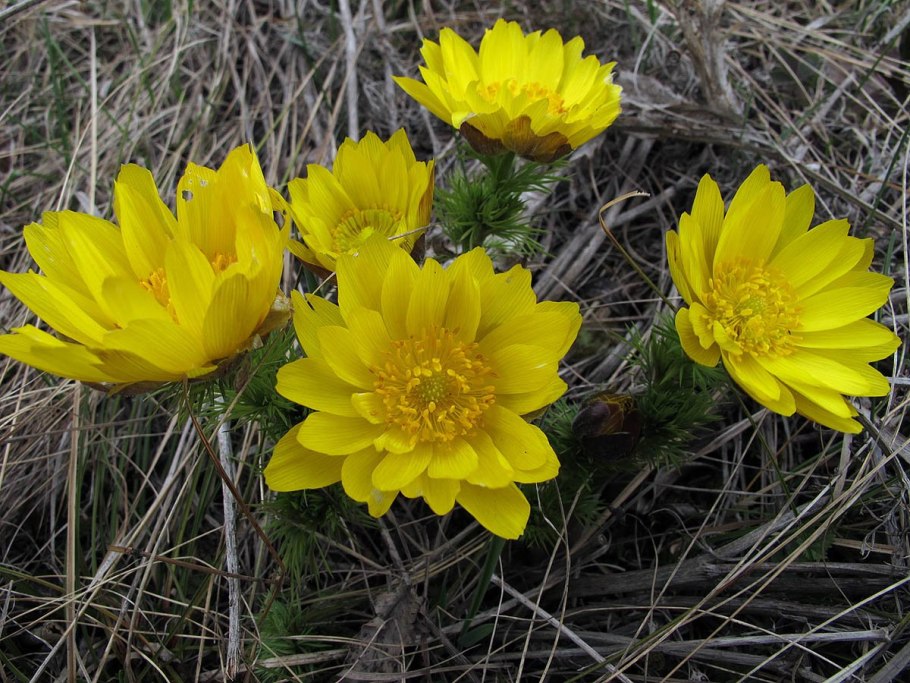 Adonis chrysocyathus