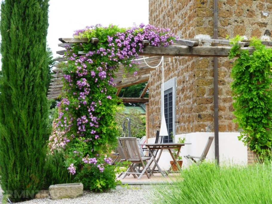 Вьюн ипомея изгородь