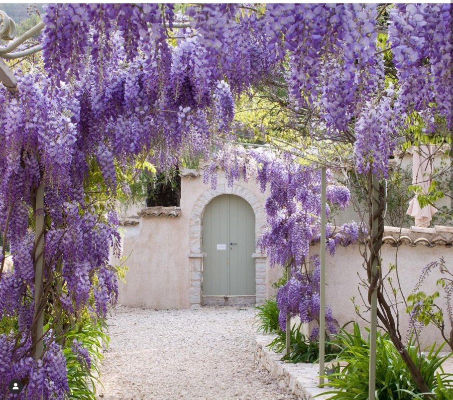 Плющ Хмель Вьюнок