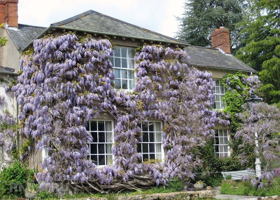 Арка увитая вьющимися растениями