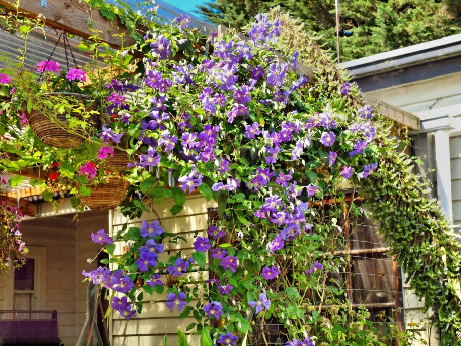 Клематис грандифлора