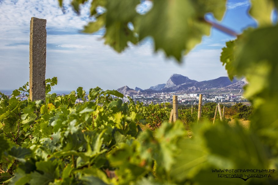 Крым лоза винограда