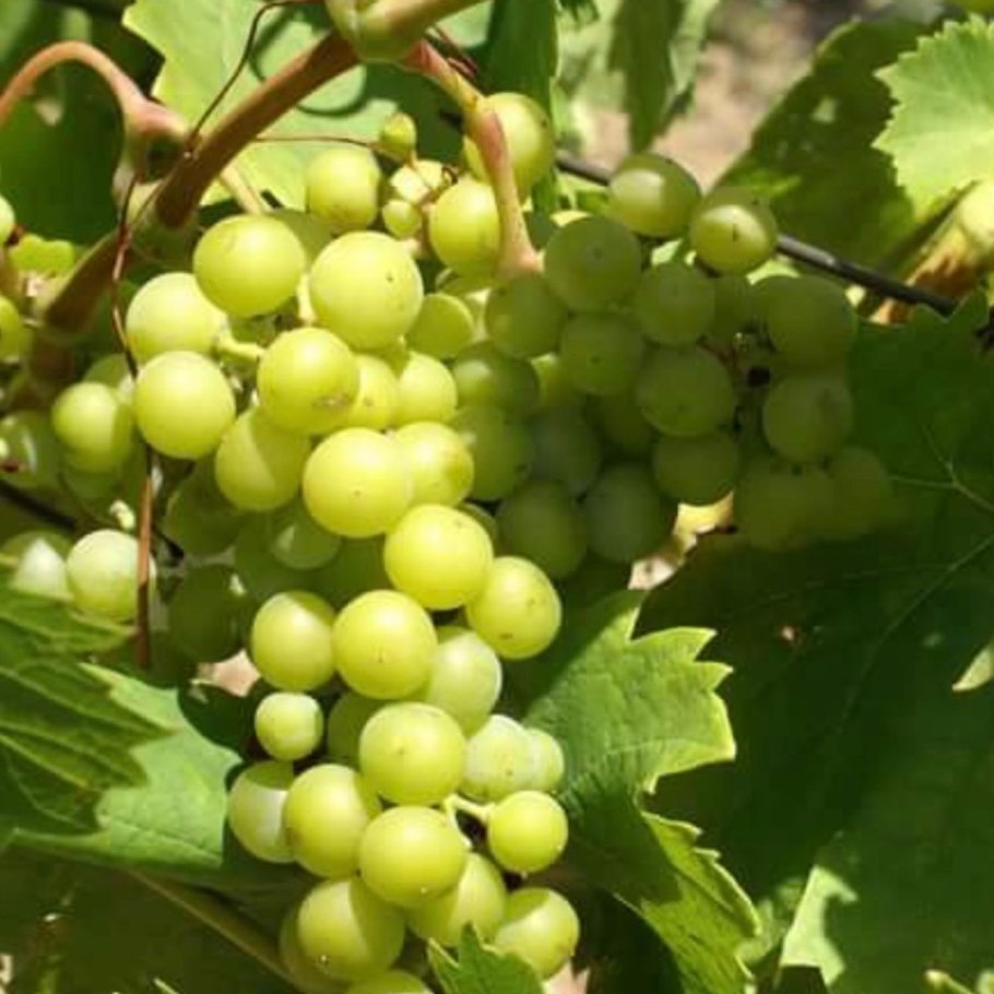 Сорт винограда Чауш