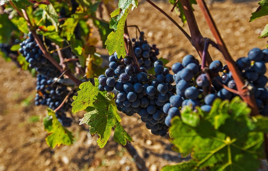 Абрау Дюрсо Крым виноградники