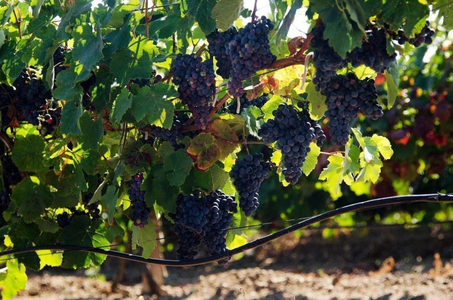 Черно Крымский виноград