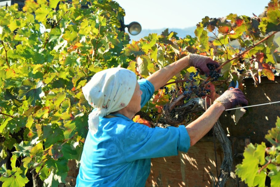 Плантации виноградники Азербайджана
