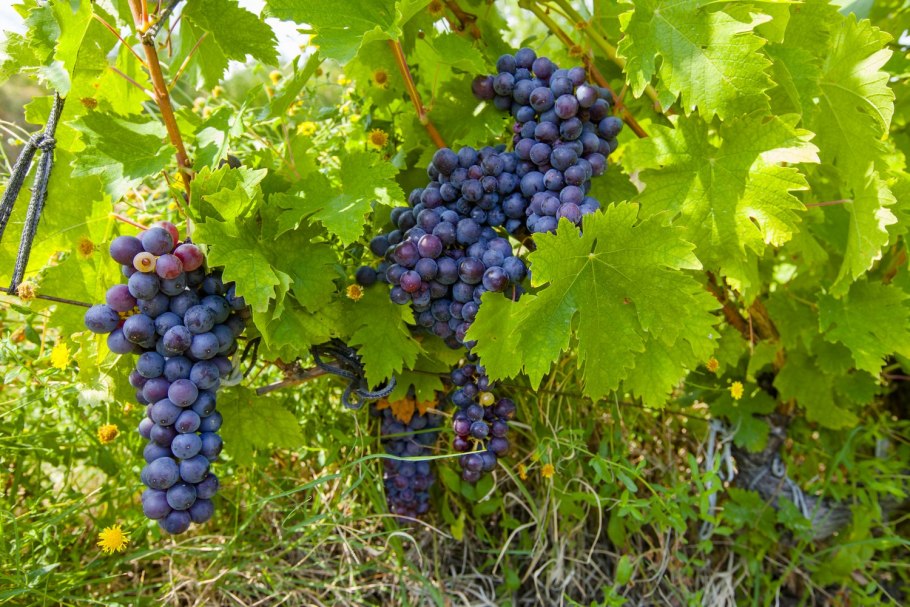 Виноград Мускат Саратовский