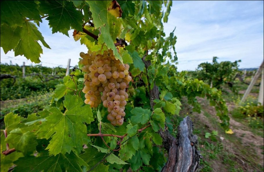 Виноград Крым