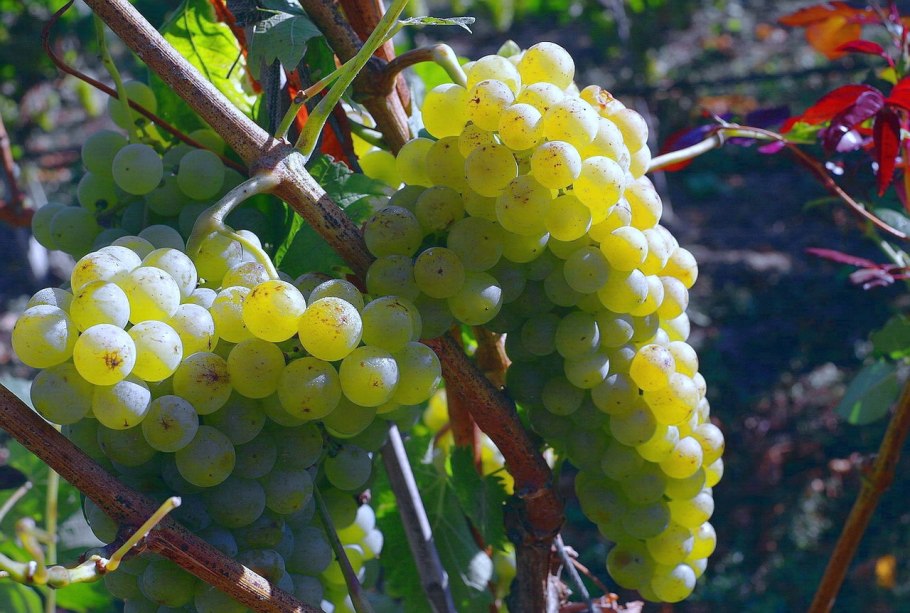Виноград Крым
