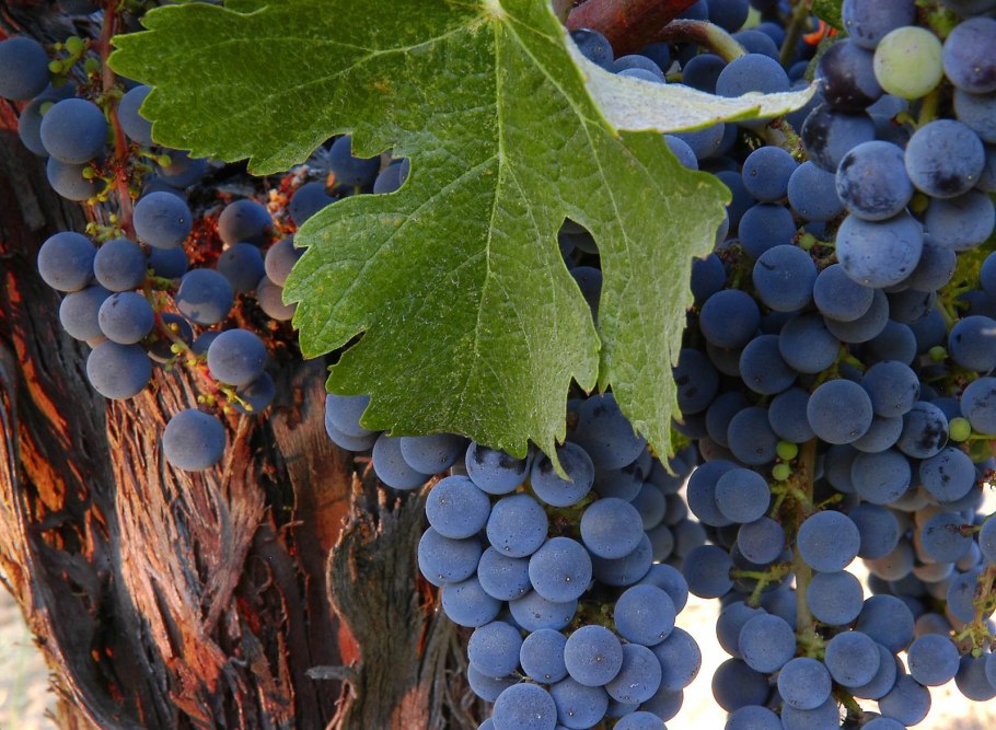 Плантации Магарач виноградарство